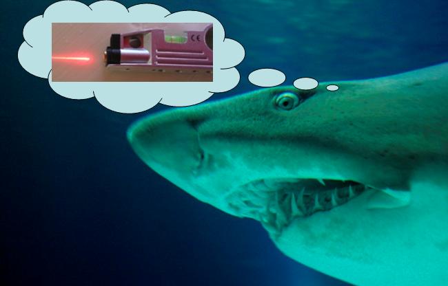 A shark dreams of owning its very own fricking laser...- courtesy of stock.xchng (http://www.sxc.hu/)